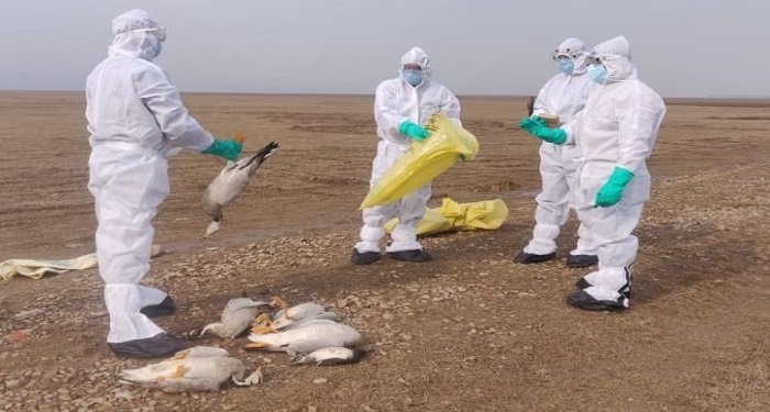 अमेरिका में बर्ड फ्लू से संदिग्ध मौत! दुर्लभ केस पर स्वास्थ्य एजेंसियां अलर्ट, बढ़ी दहशत