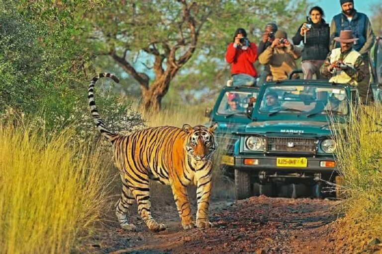 Ranthambore tiger reserve: सफारी वाहन चालकों के लिए नए नियम, रणथंभौर में डैश कैमरे से होगी निगरानी, उल्लंघन पर कार्रवाई