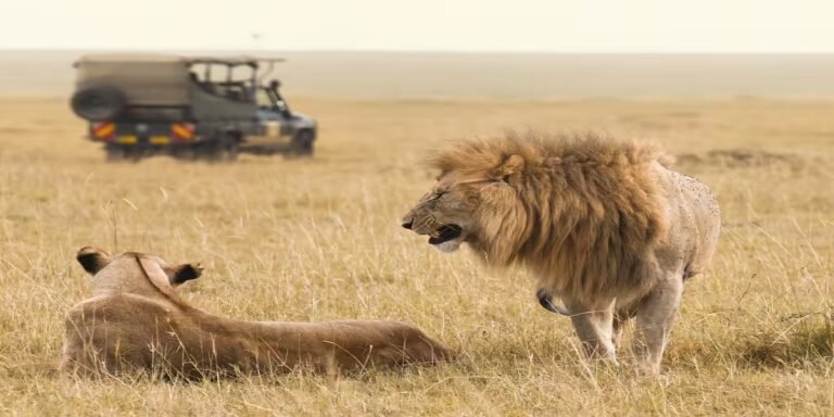 Biological Park: राजस्थान में बनेगा NCR का सबसे बड़ा बायोलॉजिकल पार्क, बब्बर शेर और अफ्रीकी जिराफ होंगे मुख्य आकर्षण