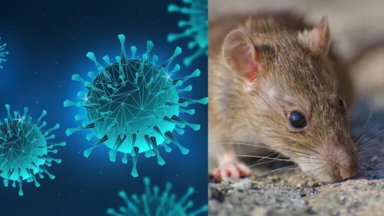 WHO का Hantavirus अलर्ट: कोरोना से भी ज्यादा खतरनाक? जानिए कैसे फैलता है ये वायरस