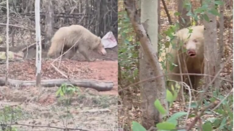 Chhattisgarh News : जंगल में दिखा दुर्लभ सफेद एल्बिनो भालू, दहशत में ग्रामीण, वन विभाग की बढ़ी निगरानी