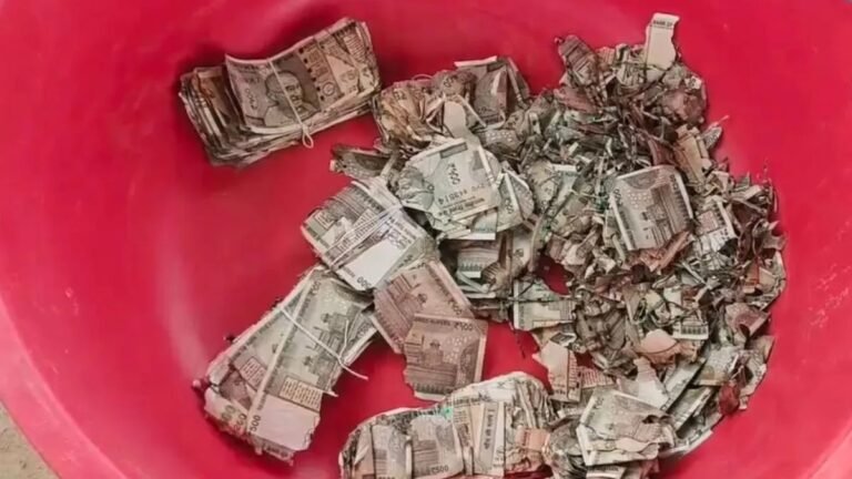 Rajasthan News: खेत में दबे मिले 5 लाख रुपए, किसान ने भूलकर छोड़े थे नोट; दीमक ने कर दिए खराब